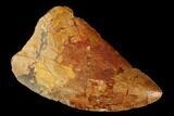 Bargain, Carcharodontosaurus Tooth - Real Dinosaur Tooth #176729-1